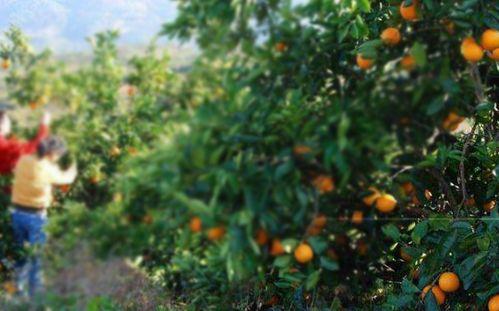 爆水果视频,一场视觉与味觉的双重盛宴