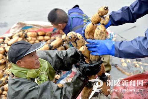 挖莲藕视频,挖掘丰收喜悦——莲藕挖掘视频揭秘