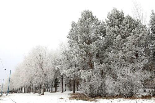 雾凇的视频,冰晶世界的美妙瞬间