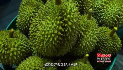 榴莲黄视频,揭秘热带果王的美味与魅力